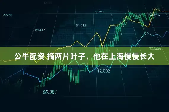 公牛配資 摘兩片葉子，他在上海慢慢長(zhǎng)大
